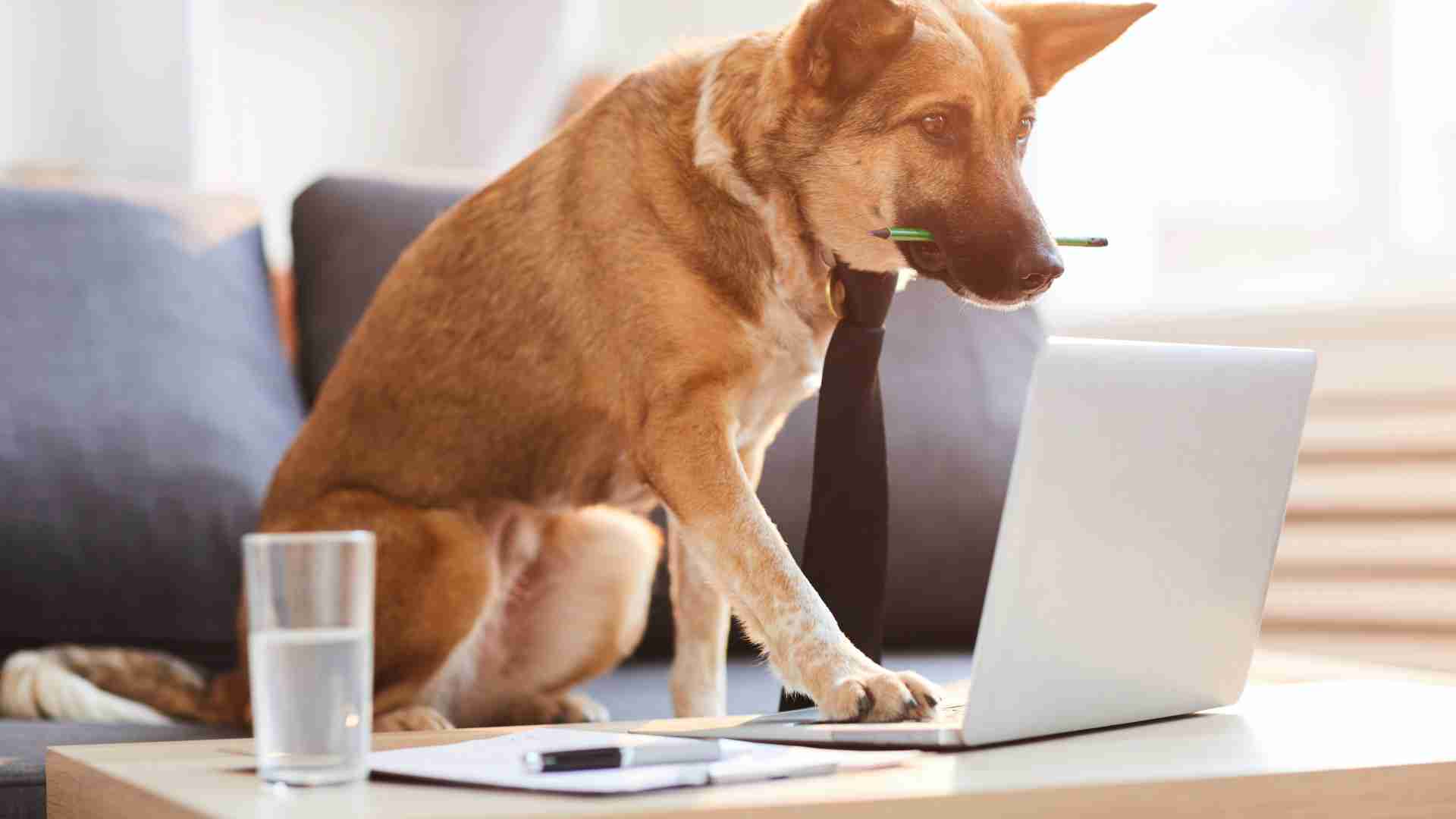 Content Creator Dog writing content for blog to help humans understand them better.