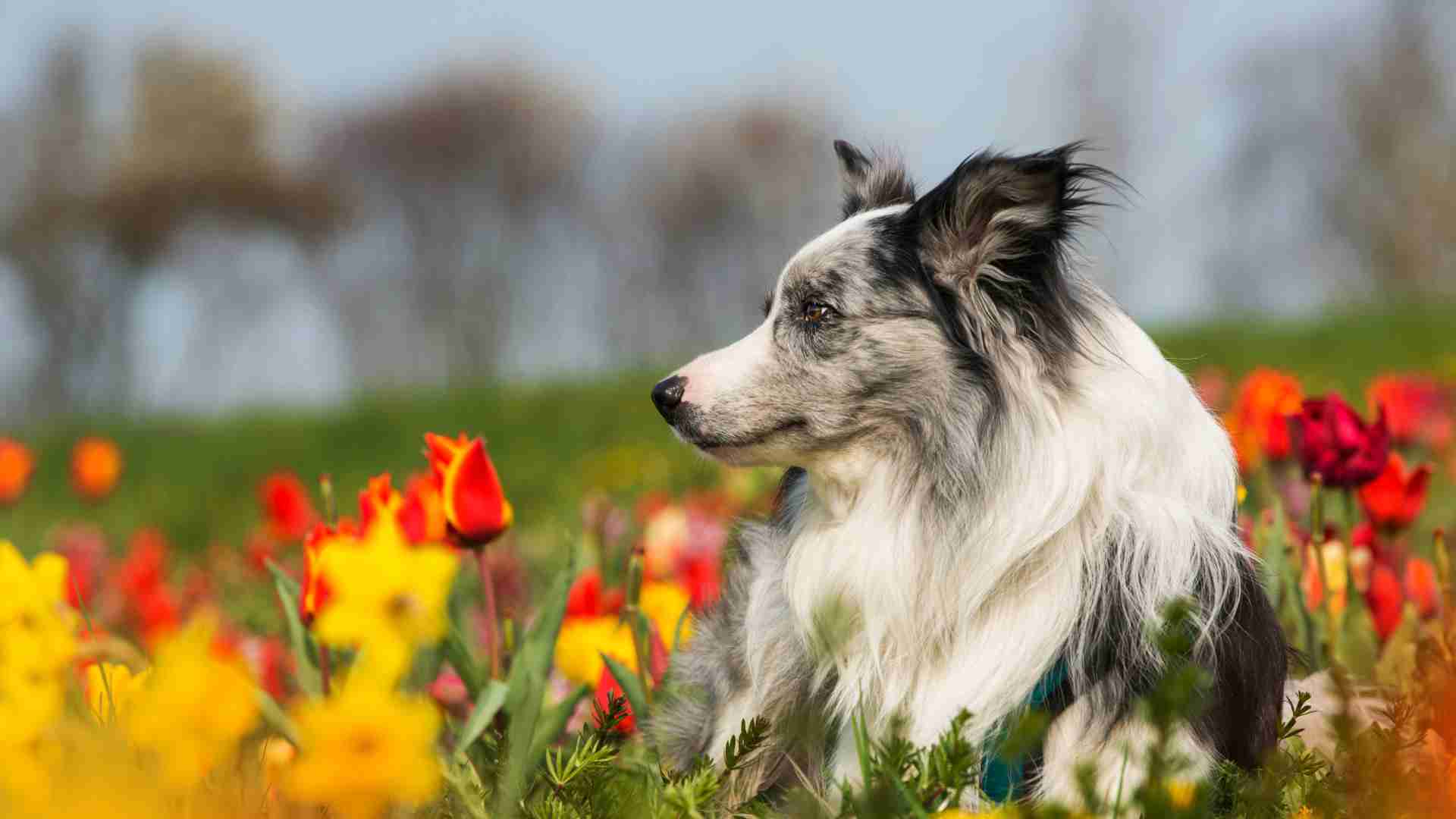 Spring banner Border Collie enjoying the spring amongst tulps of different colors