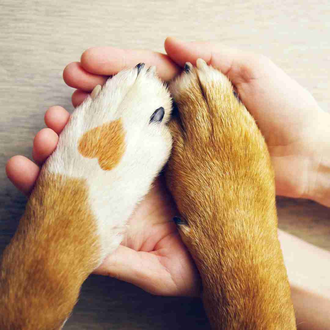 Human hands caringly holding dog paws one with a heart on their paw