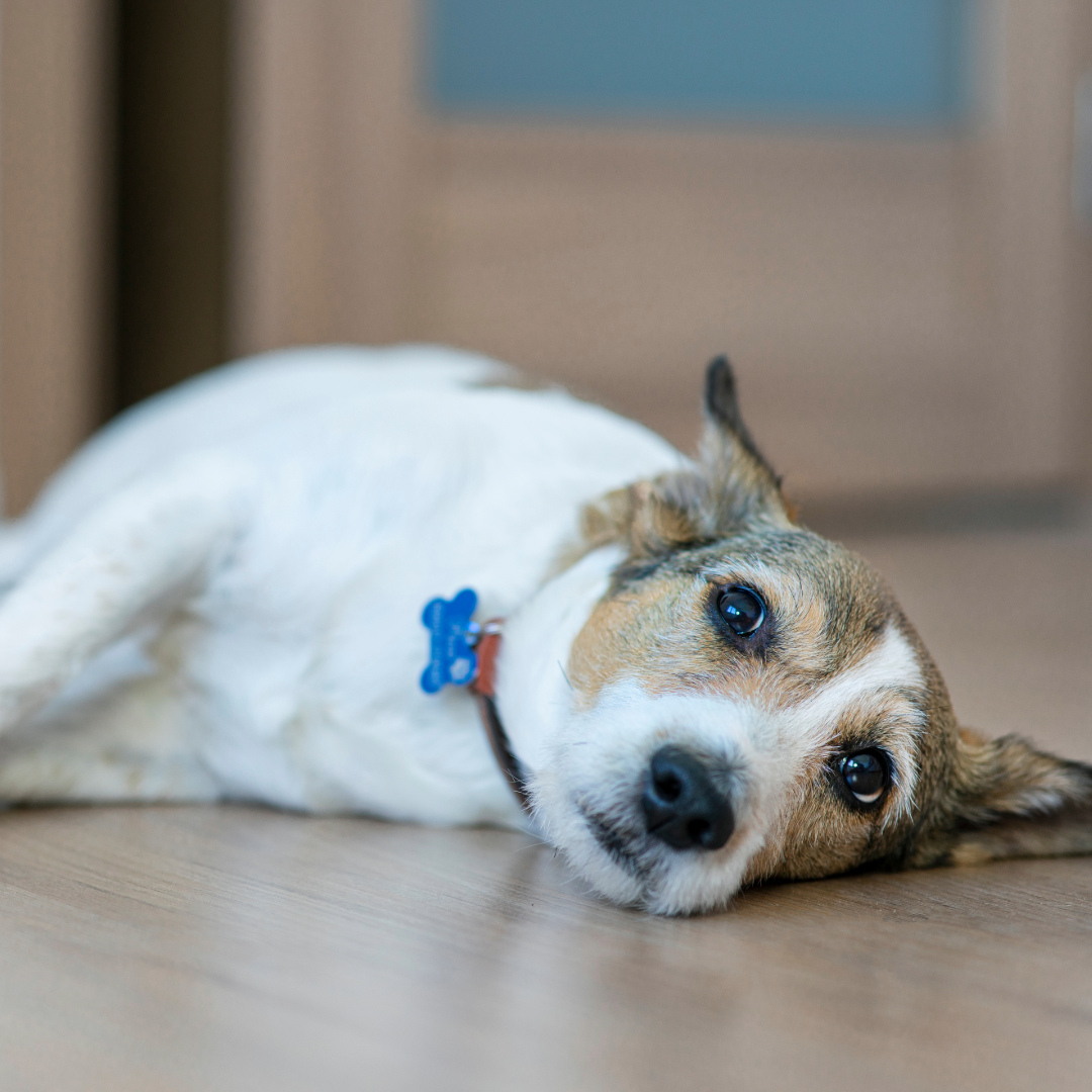 Dog in pain Showing dog unhappy lying on the floor